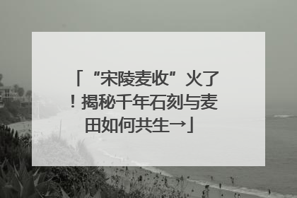 “宋陵麦收”火了！揭秘千年石刻与麦田如何共生→