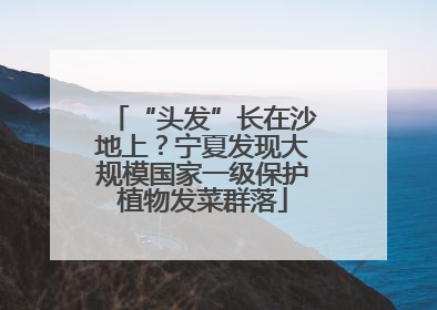 “头发”长在沙地上？宁夏发现大规模国家一级保护植物发菜群落