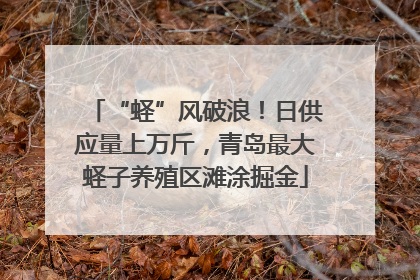 “蛏”风破浪！日供应量上万斤，青岛最大蛏子养殖区滩涂掘金