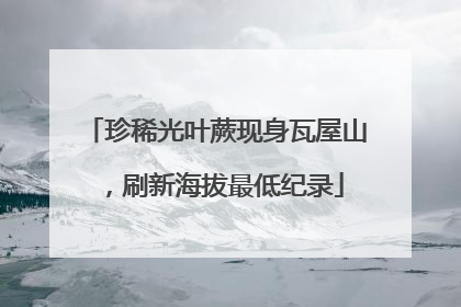 珍稀光叶蕨现身瓦屋山，刷新海拔最低纪录