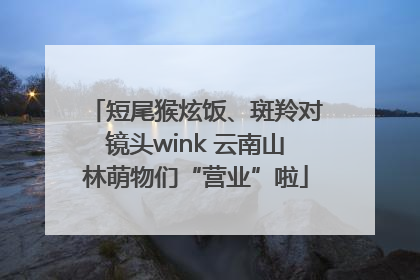 短尾猴炫饭、斑羚对镜头wink 云南山林萌物们“营业”啦