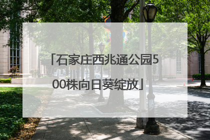 石家庄西兆通公园500株向日葵绽放