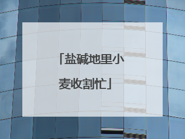 盐碱地里小麦收割忙