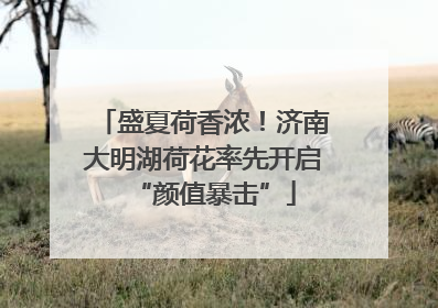 盛夏荷香浓！济南大明湖荷花率先开启“颜值暴击”