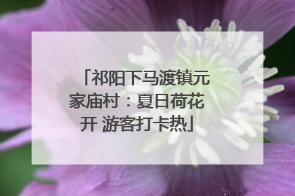 祁阳下马渡镇元家庙村：夏日荷花开 游客打卡热