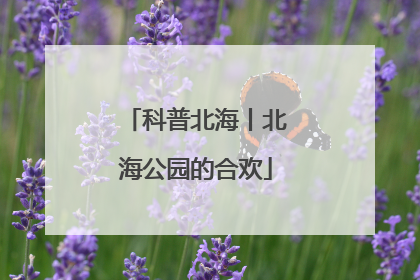 科普北海丨北海公园的合欢