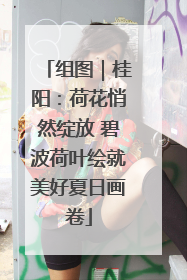 组图｜桂阳：荷花悄然绽放 碧波荷叶绘就美好夏日画卷