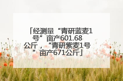 经测量“青研蓝麦1号”亩产601.68公斤，“青研紫麦1号”亩产671公斤