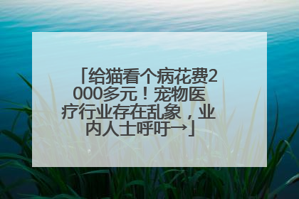 给猫看个病花费2000多元！宠物医疗行业存在乱象，业内人士呼吁→