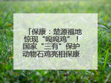 保康：楚源福地惊现“嘎嘎鸡”！国家“三有”保护动物石鸡亮相保康沿河公园