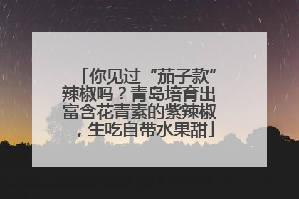 你见过“茄子款”辣椒吗？青岛培育出富含花青素的紫辣椒，生吃自带水果甜