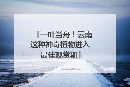 一叶当舟！云南这种神奇植物进入最佳观赏期