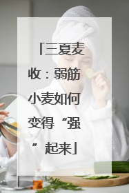 三夏麦收：弱筋小麦如何变得“强”起来