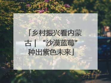 乡村振兴看内蒙古｜“沙漠蓝莓”种出紫色未来