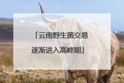 云南野生菌交易逐渐进入高峰期
