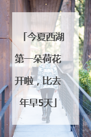 今夏西湖第一朵荷花开啦，比去年早5天
