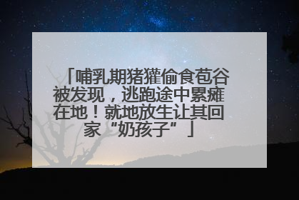 哺乳期猪獾偷食苞谷被发现，逃跑途中累瘫在地！就地放生让其回家“奶孩子”