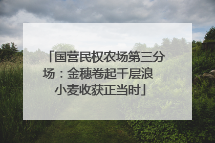国营民权农场第三分场：金穗卷起千层浪 小麦收获正当时