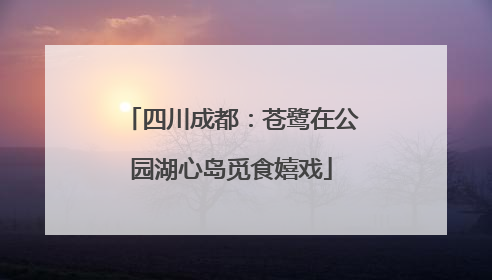 四川成都：苍鹭在公园湖心岛觅食嬉戏