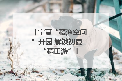 宁夏“稻渔空间”开园 解锁初夏“稻田游”