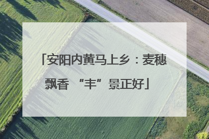 安阳内黄马上乡：麦穗飘香 “丰”景正好