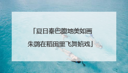 夏日秦巴腹地美如画 朱鹮在稻田里飞舞嬉戏