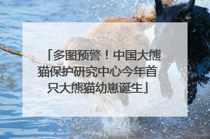 多图预警！中国大熊猫保护研究中心今年首只大熊猫幼崽诞生