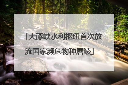 大藤峡水利枢纽首次放流国家濒危物种唇鲮