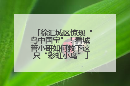 徐汇城区惊现“鸟中国宝”！看城管小哥如何救下这只“彩虹小鸟”