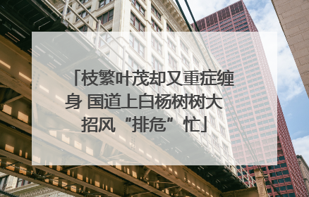 枝繁叶茂却又重症缠身 国道上白杨树树大招风“排危”忙