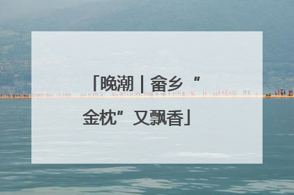 晚潮｜畲乡“金枕”又飘香