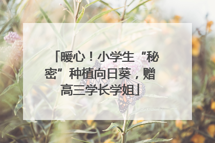 暖心！小学生“秘密”种植向日葵，赠高三学长学姐