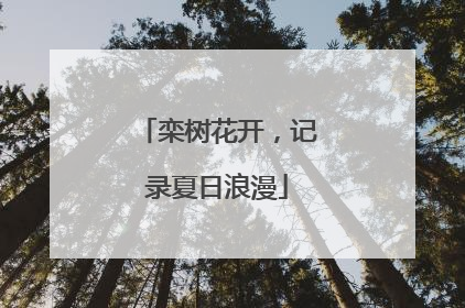 栾树花开，记录夏日浪漫
