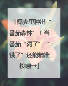 椰壳里种出“番茄森林”！当番茄“渴了”“饿了”还能精准投喂→
