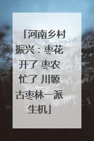 河南乡村振兴：枣花开了 枣农忙了 川塬古枣林一派生机