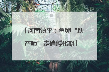 河南镇平：鱼卵“助产师”走俏孵化期