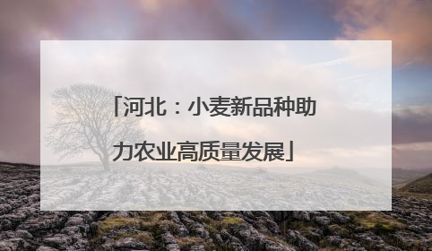 河北：小麦新品种助力农业高质量发展