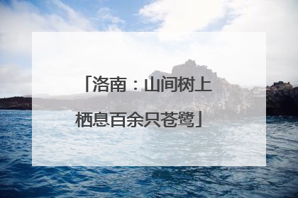洛南：山间树上栖息百余只苍鹭