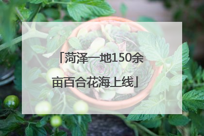 菏泽一地150余亩百合花海上线