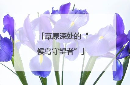 草原深处的“候鸟守望者”