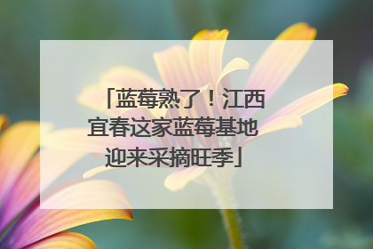 蓝莓熟了！江西宜春这家蓝莓基地迎来采摘旺季