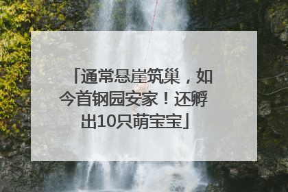 通常悬崖筑巢，如今首钢园安家！还孵出10只萌宝宝