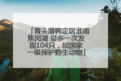 青头潜鸭定居淮南焦岗湖 最多一次发现104只，属国家一级保护野生动物