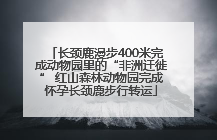 长颈鹿漫步400米完成动物园里的“非洲迁徙” 红山森林动物园完成怀孕长颈鹿步行转运