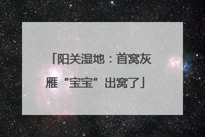 阳关湿地：首窝灰雁“宝宝”出窝了