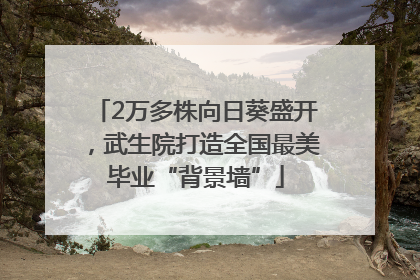 2万多株向日葵盛开，武生院打造全国最美毕业“背景墙”